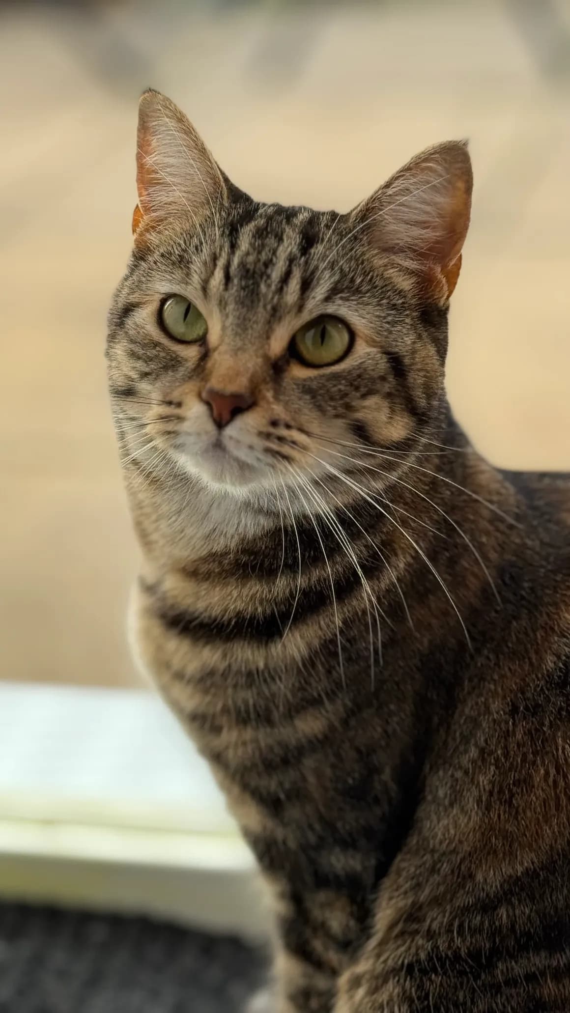 Rs%3Dw 1160%2Ch 2062